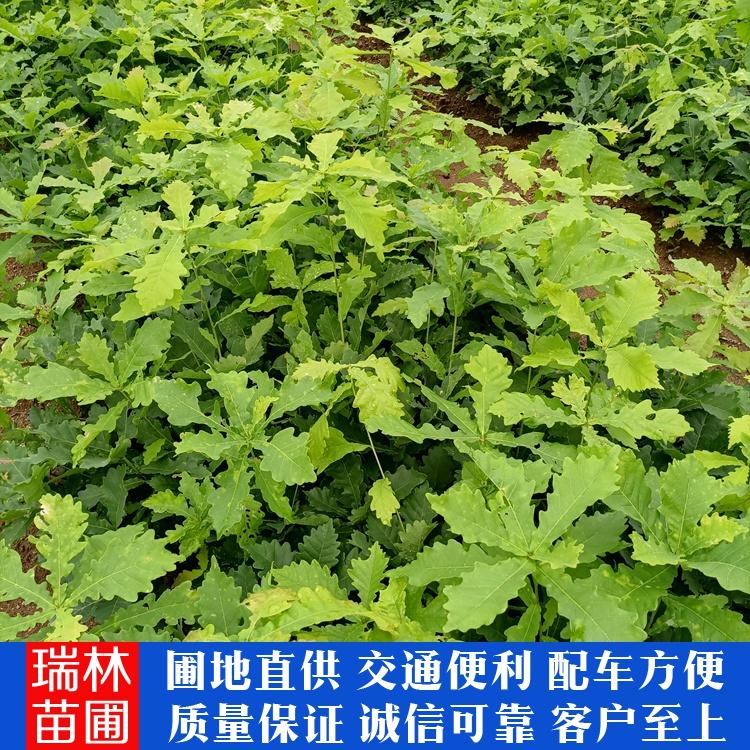辽宁蒙古栎苗 青冈柞树苗 基地直销
