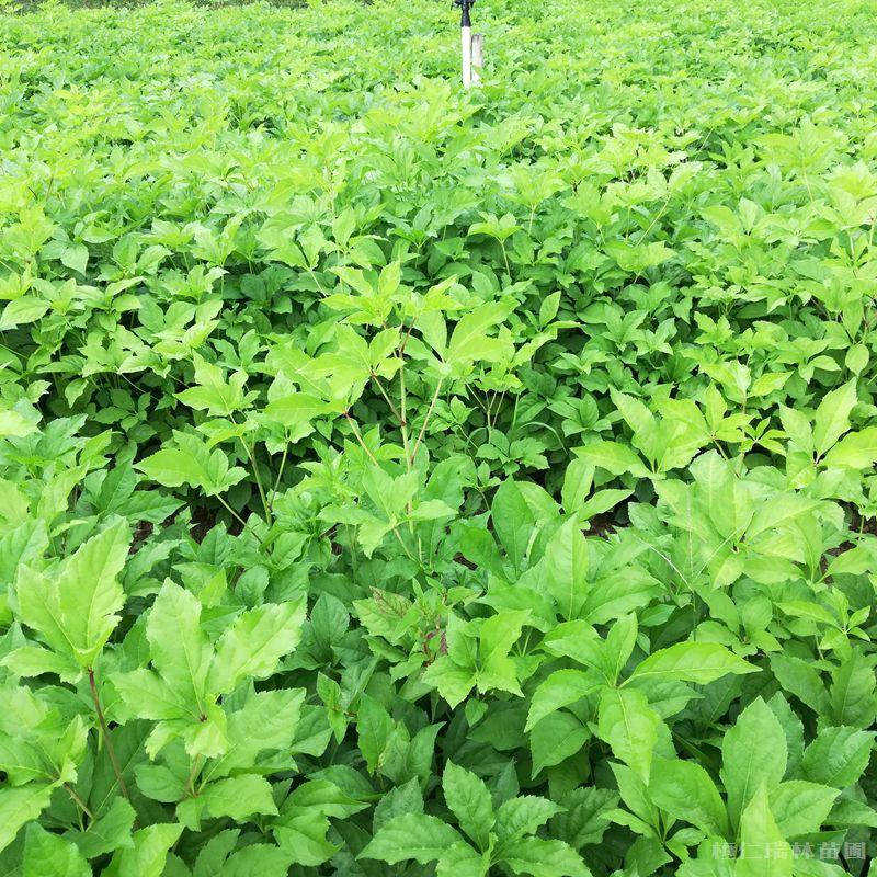 刺五加 刺五加苗 刺五加菜 桓仁瑞林