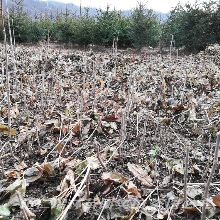 批发刺五加苗 刺五加苗价格 刺五加苗药食两用