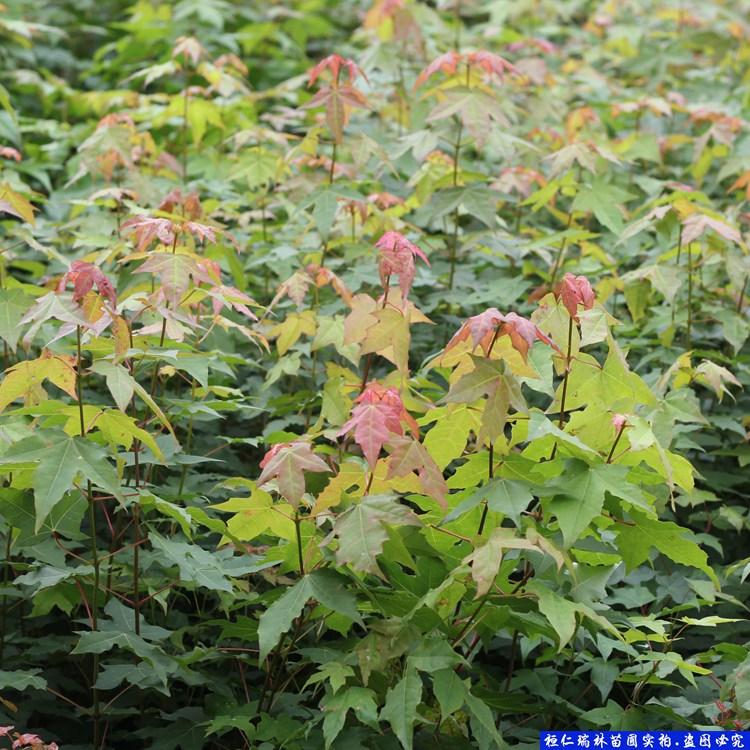 辽宁元宝枫苗 出售优质元宝枫小苗