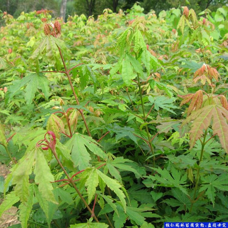 九角枫树苗 辽宁九角枫小苗 九角枫苗