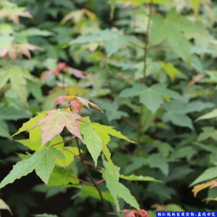 五角枫小苗价格 辽宁五角枫小苗批发种植基地