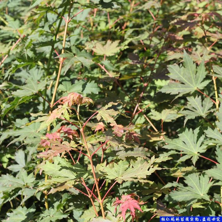 九角枫小苗 辽宁九角枫苗 一二年生九角枫树苗 基地直供