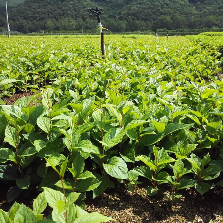 桓仁瑞林  二年生五味子苗 北五味子苗基地 长期供应