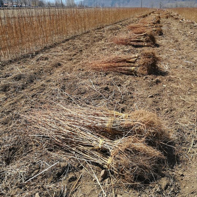 瑞林苗圃 黄柏苗价格 黄柏苗基地批发