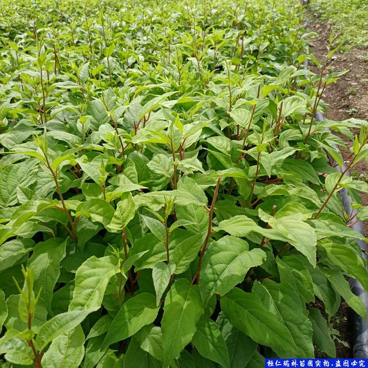 软枣子苗价格 出售软枣子苗 软枣苗批发 价格软枣苗