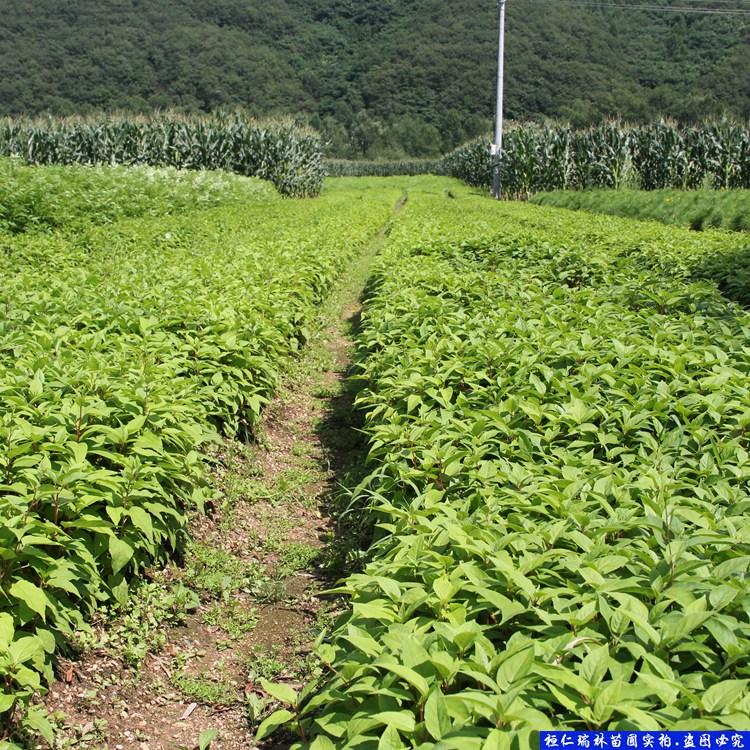 我苗圃供应圆枣子苗 一年生软枣子苗 软枣子树苗耐寒易成活
