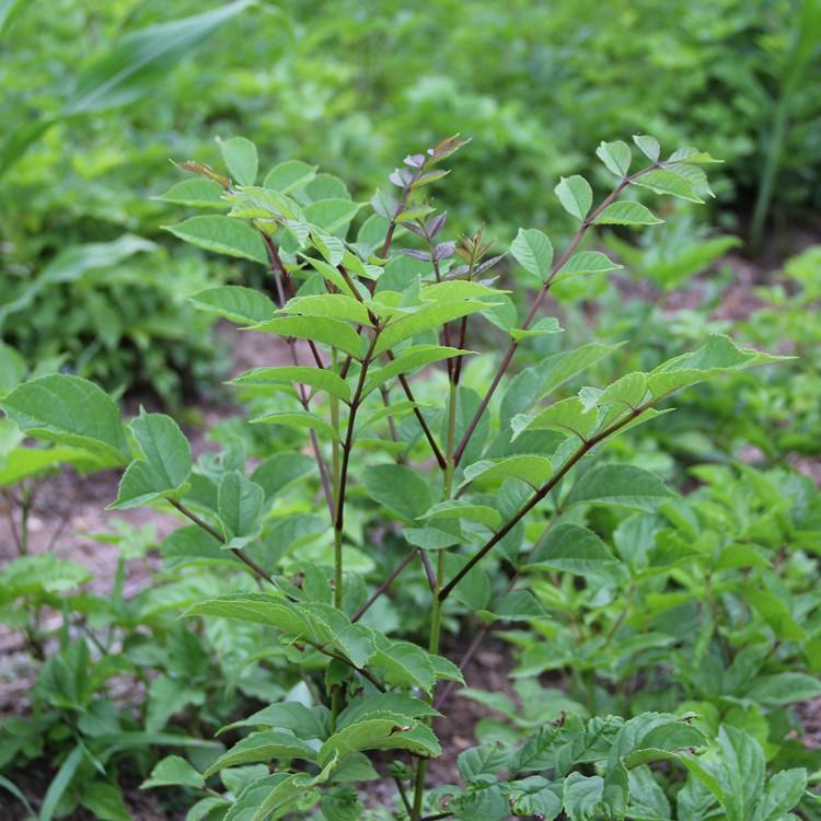 批发一年生水曲柳苗 实生苗 易成活