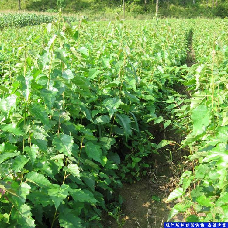 一年生白桦苗 白桦苗批发 辽宁白桦苗