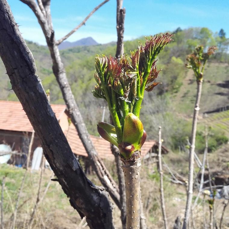 刺老芽苗 刺老芽树苗批发