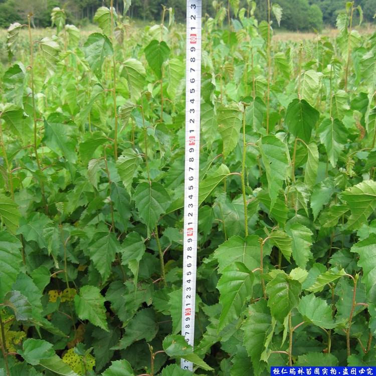 厂家直销 优质白桦苗 白桦小苗 喜欢阳光生命力强