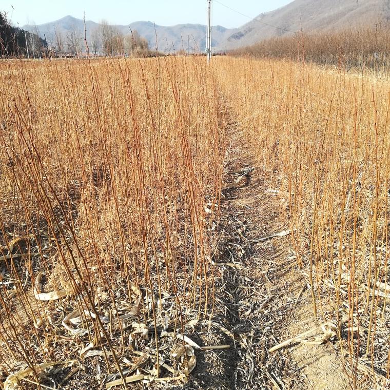 刺槐苗价格 辽宁刺槐苗 批发刺槐树苗 刺槐小苗