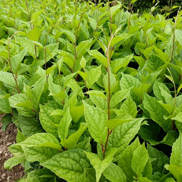 五味子苗 五味子苗批发 果树苗木 果树苗木批发