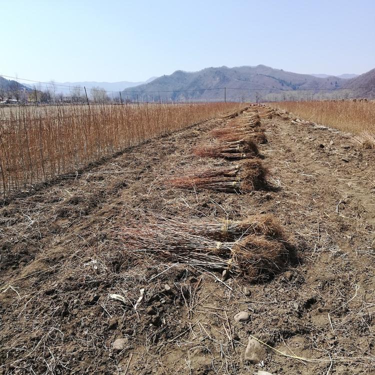 水曲柳苗 水曲柳苗价格