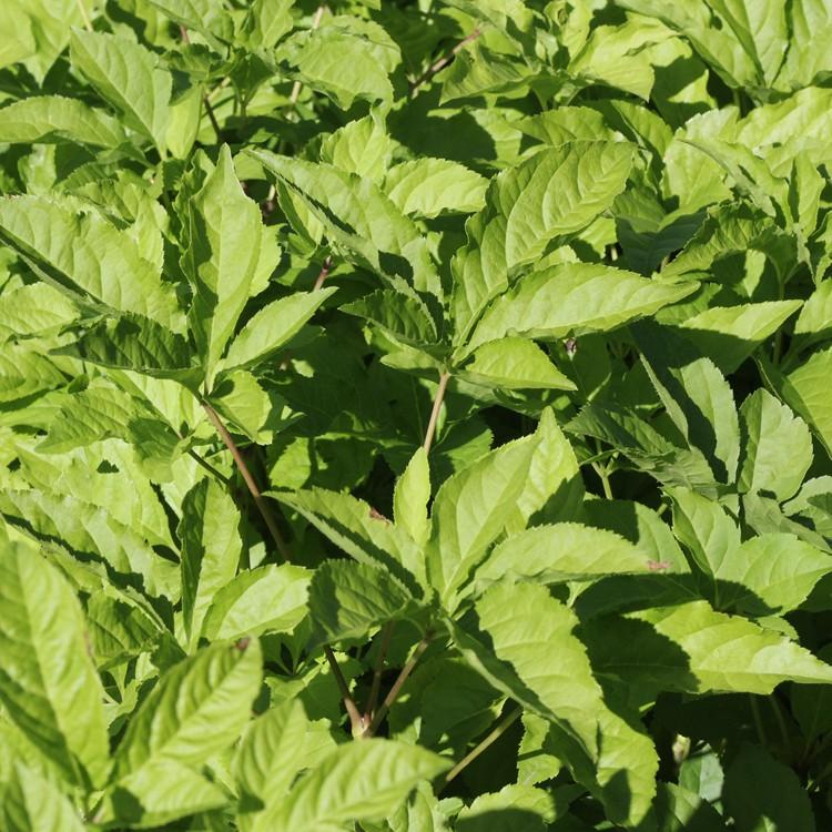 厂家直销 刺五加苗 刺五加苗价格