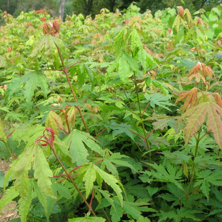 九角枫苗 批发九角枫小苗 风景树苗 量大从优