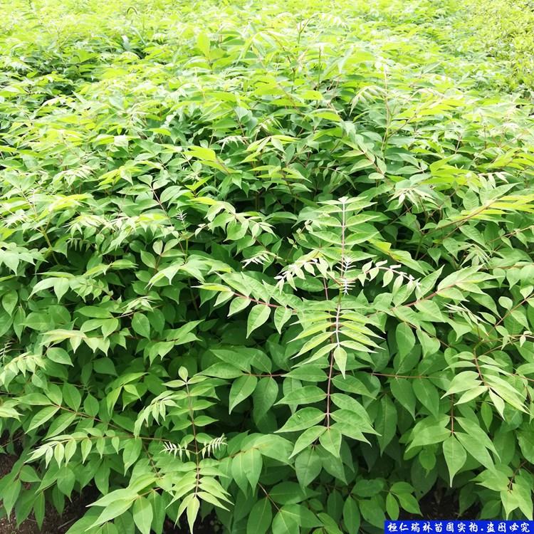 一年生水曲柳苗 水曲柳实生苗 基地直供