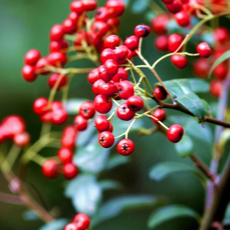 辽宁山丁子苗 东北山丁子树苗