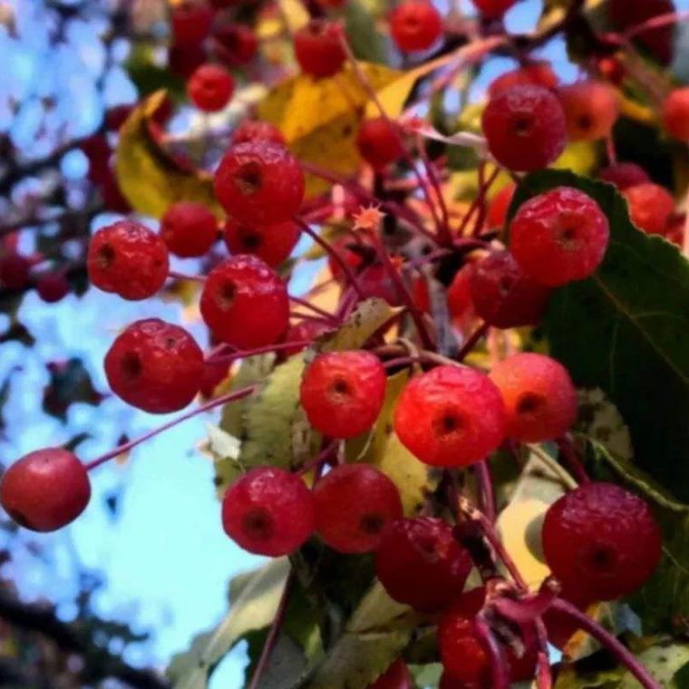 辽宁山丁子小苗 山荆子树苗批发 量大价优