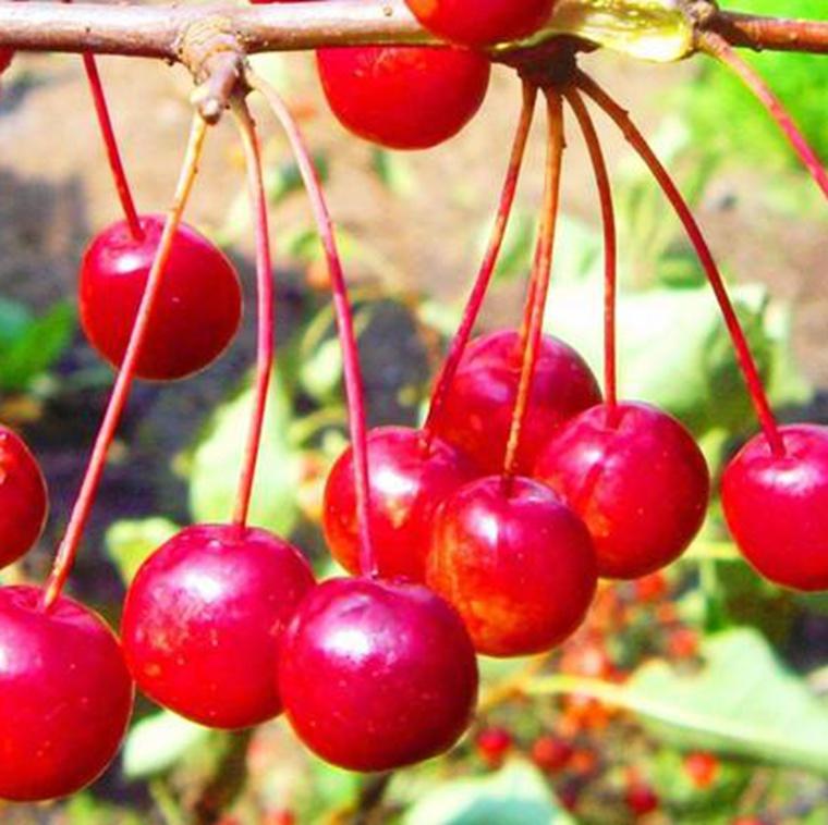 批发零售 山丁子苗 山丁子树 耐寒抗旱 易成活