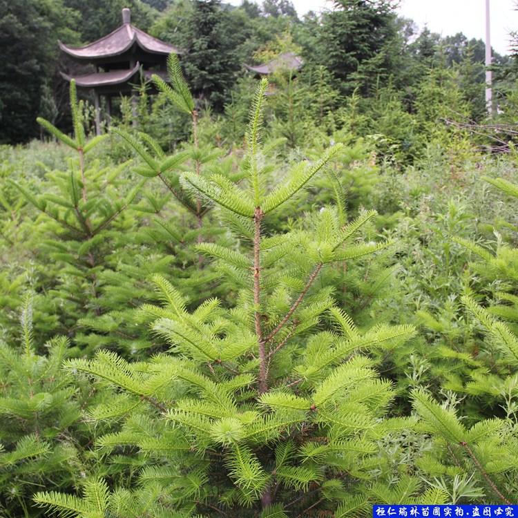 辽宁冷杉树苗 冷杉小苗批发