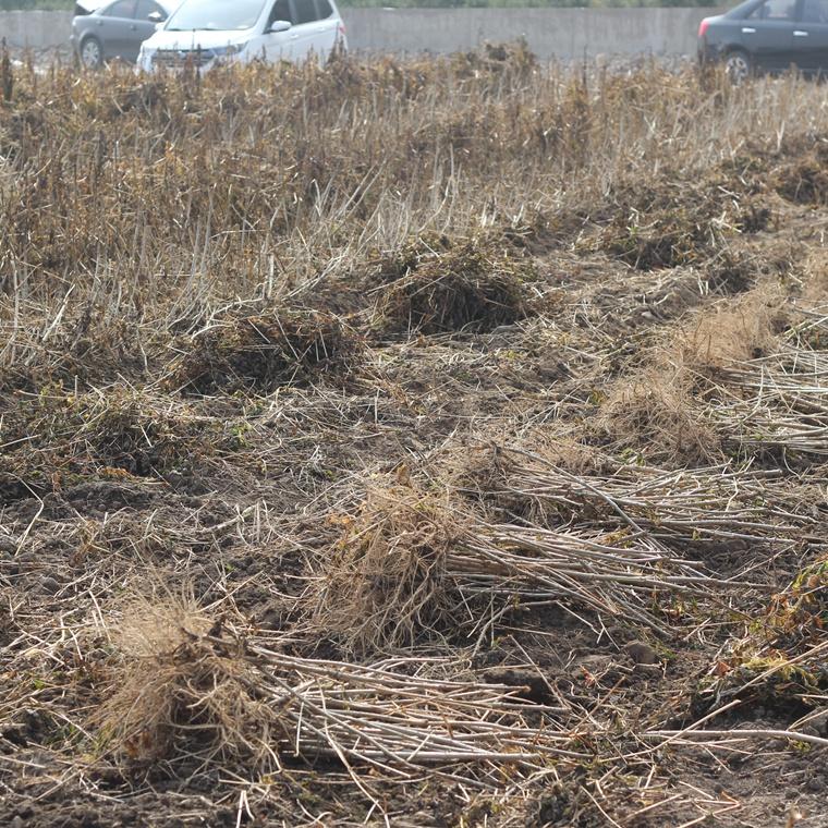 供应辽东楤木小苗 刺龙芽苗单株价格