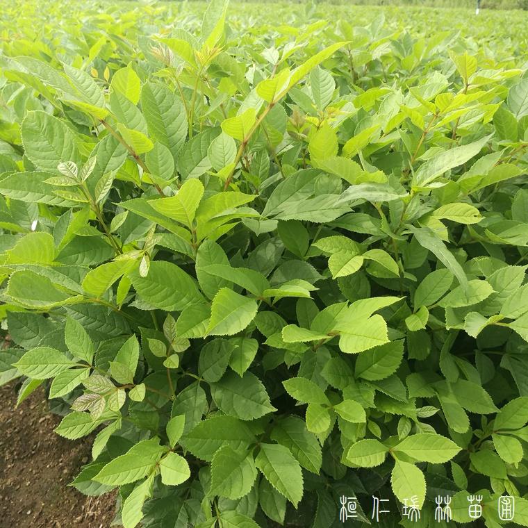 水曲柳苗木图片 水曲柳苗价格 基地直发