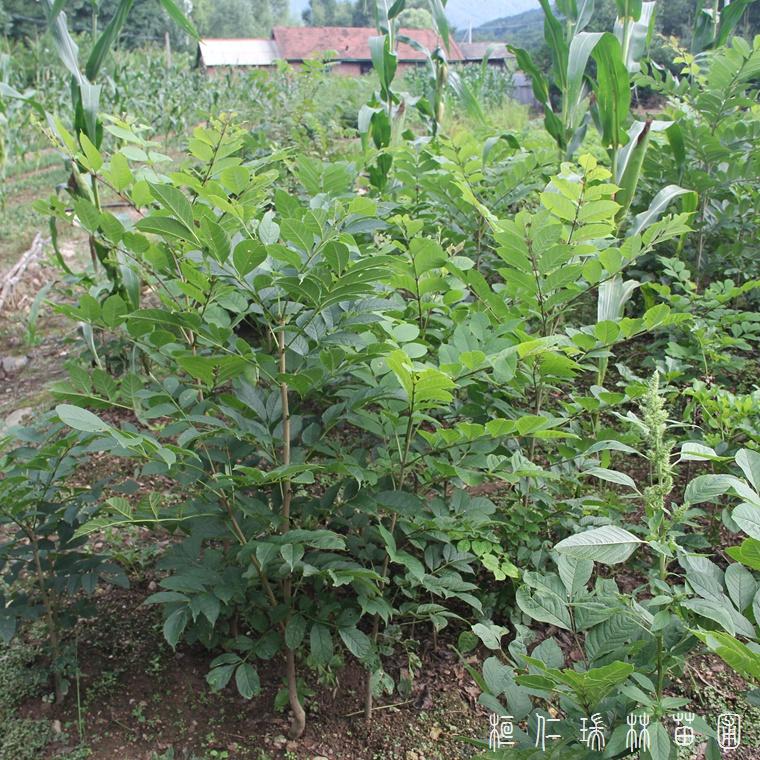 辽宁水曲柳幼苗 水曲柳苗价格 水曲柳树苗批发