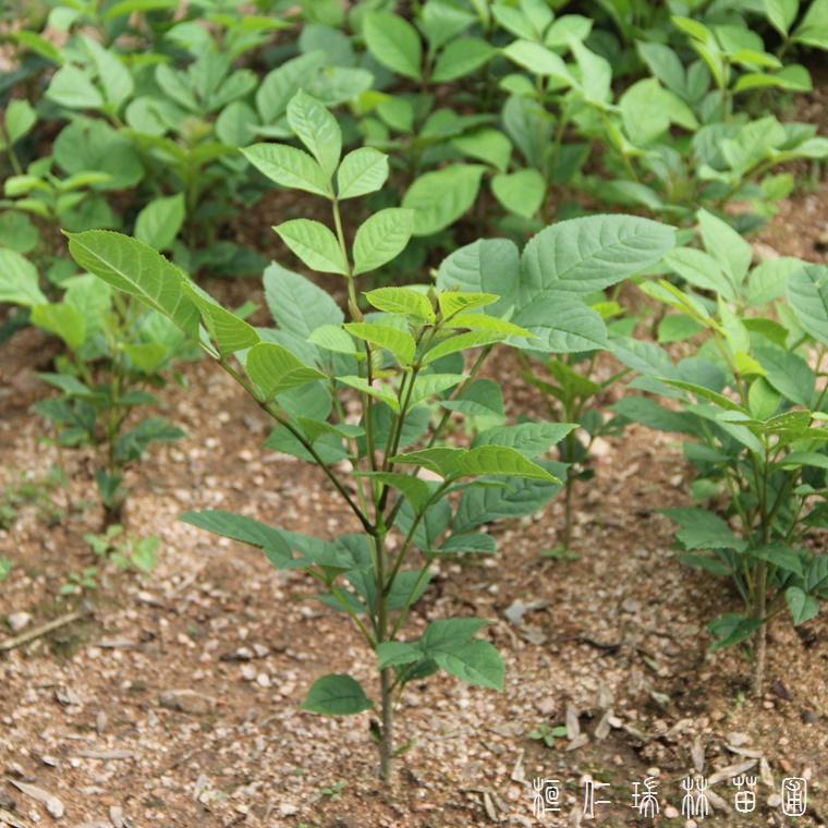 瑞林苗圃 水曲柳苗 本溪水曲柳苗价格 基地直供