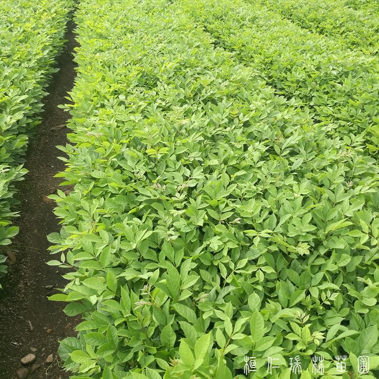 出售水曲柳苗 水曲柳苗价格 量大从优