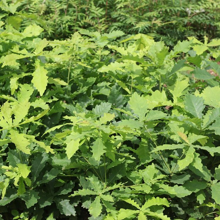 瑞林蒙古栎苗 蒙古栎苗价格 大量供应