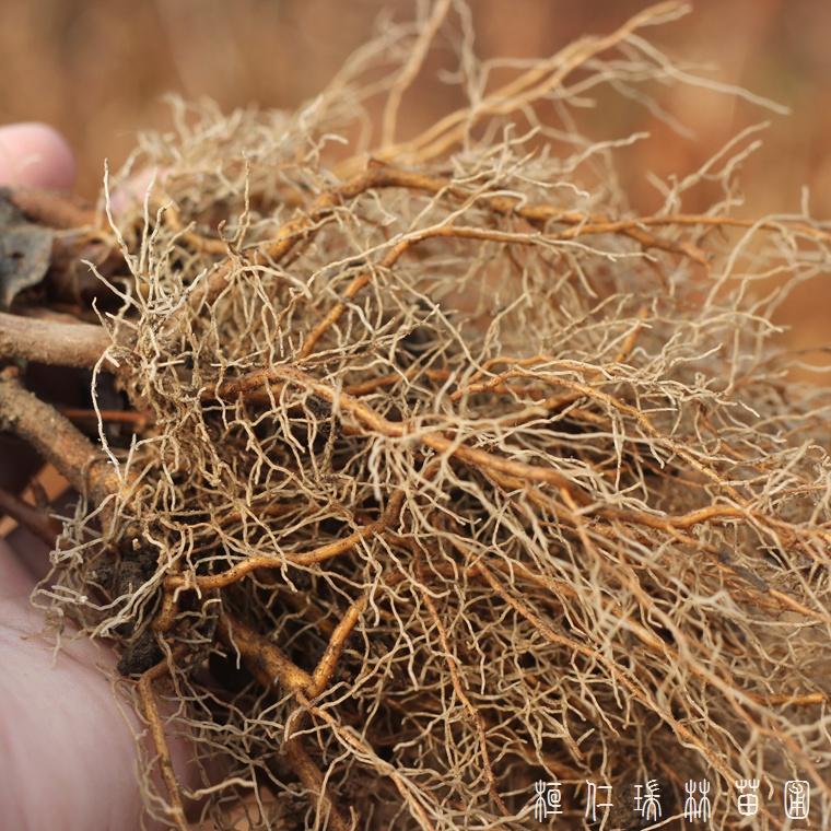 桓仁瑞林  辽宁五味子苗 五味子苗苗圃 加工定做