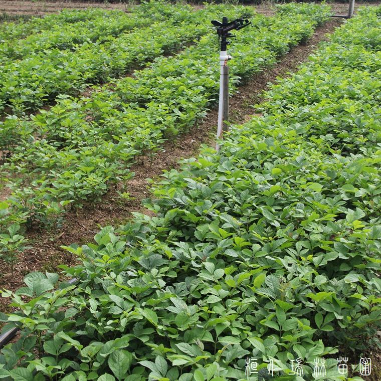 辽宁本溪水曲柳树苗 水曲柳苗价格 水曲柳幼苗批发