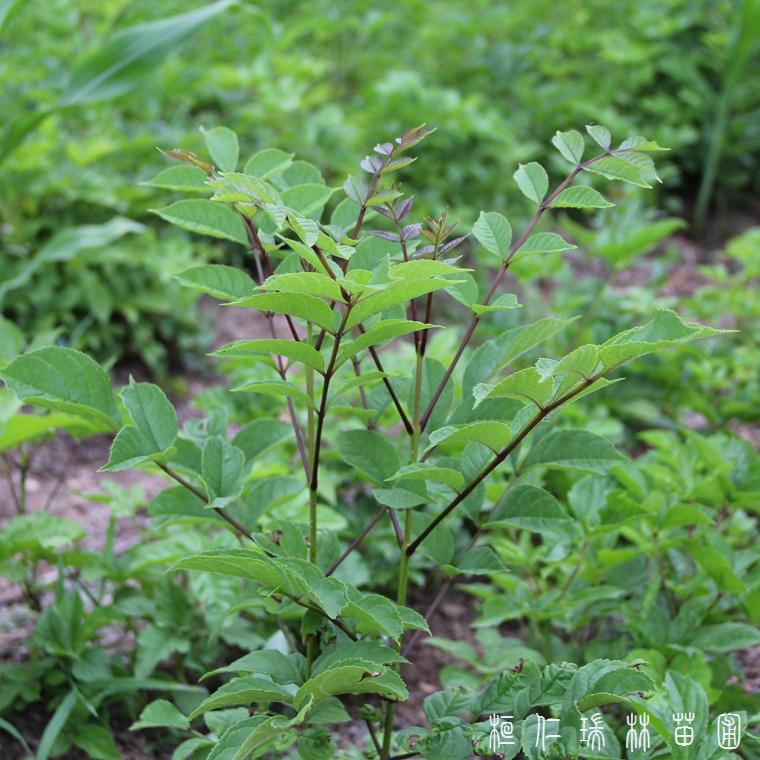 辽宁水曲柳树 水曲柳苗 水曲柳树苗价格