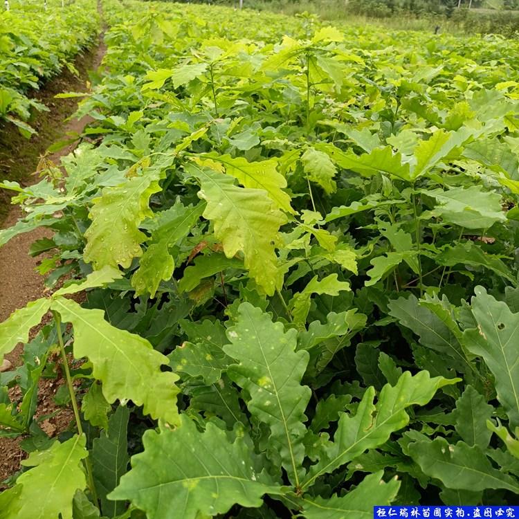 蒙古栎苗 桓仁瑞林 柞树苗 种苗基地直销