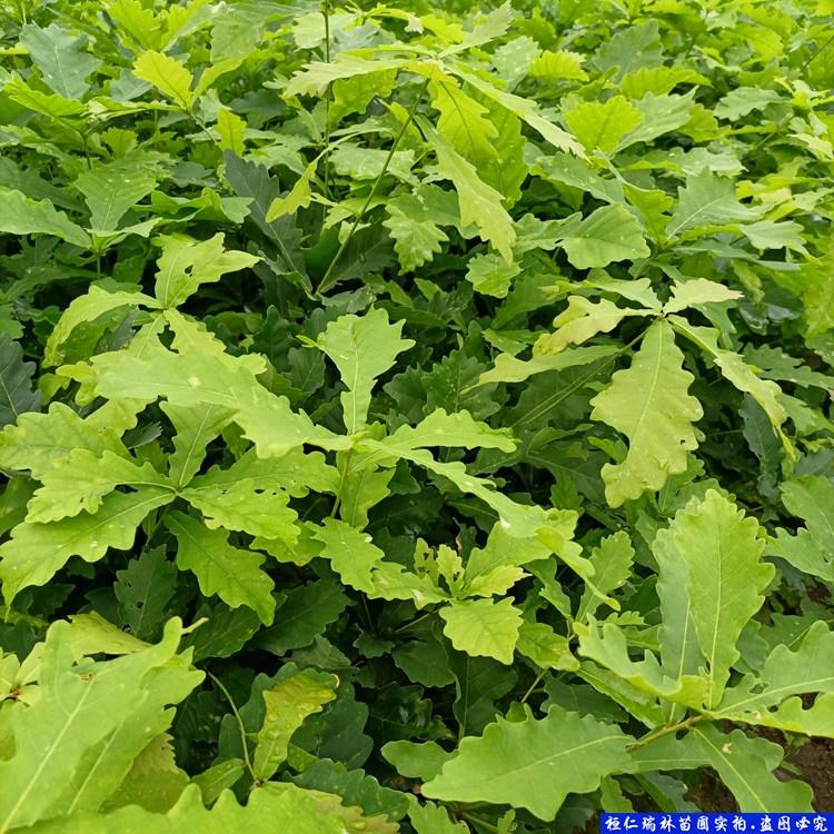 蒙古栎树苗价格 瑞林柞树苗 蒙古栎苗