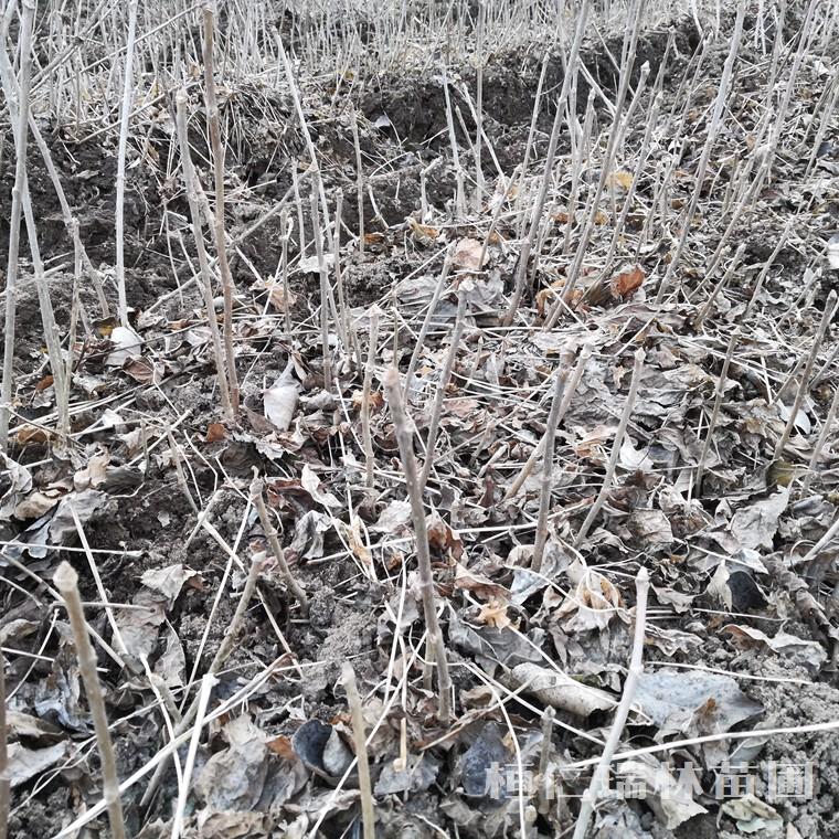 刺五加苗 东北刺五加苗 辽宁刺五加苗 大量供应刺五加苗