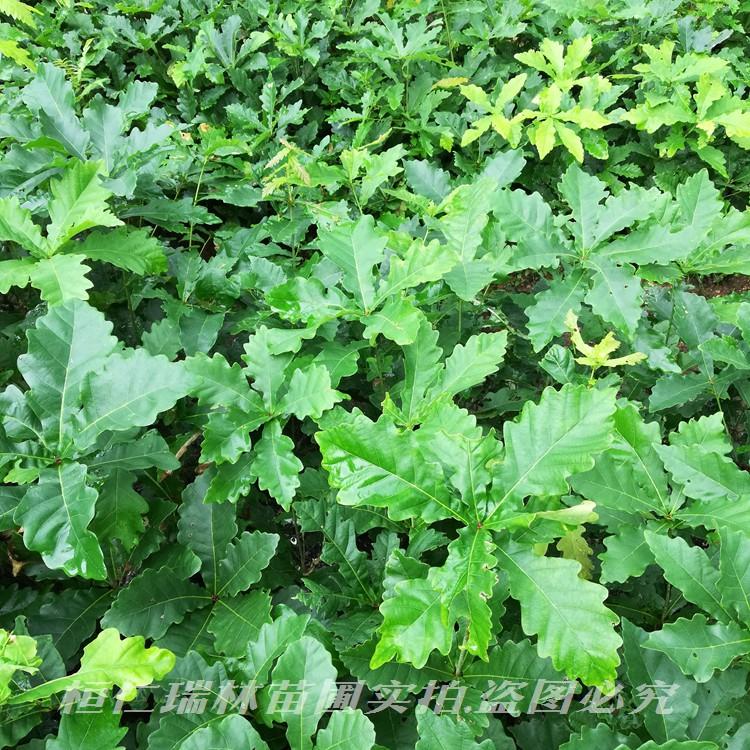 蒙古栎苗 蒙古栎苗厂家 大量批发