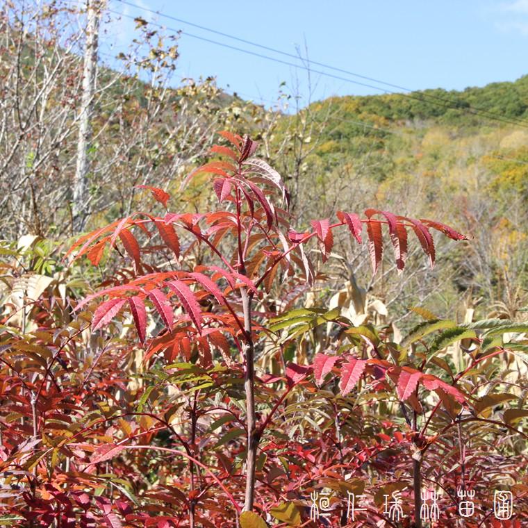 辽宁花楸苗基地 百花花楸树苗 百华花楸苗批发价格