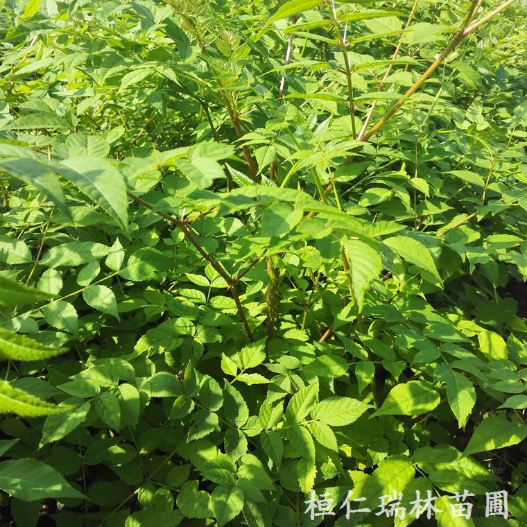 乌龙头树种植基地 乌龙头树苗每苗价格 批发乌龙头苗