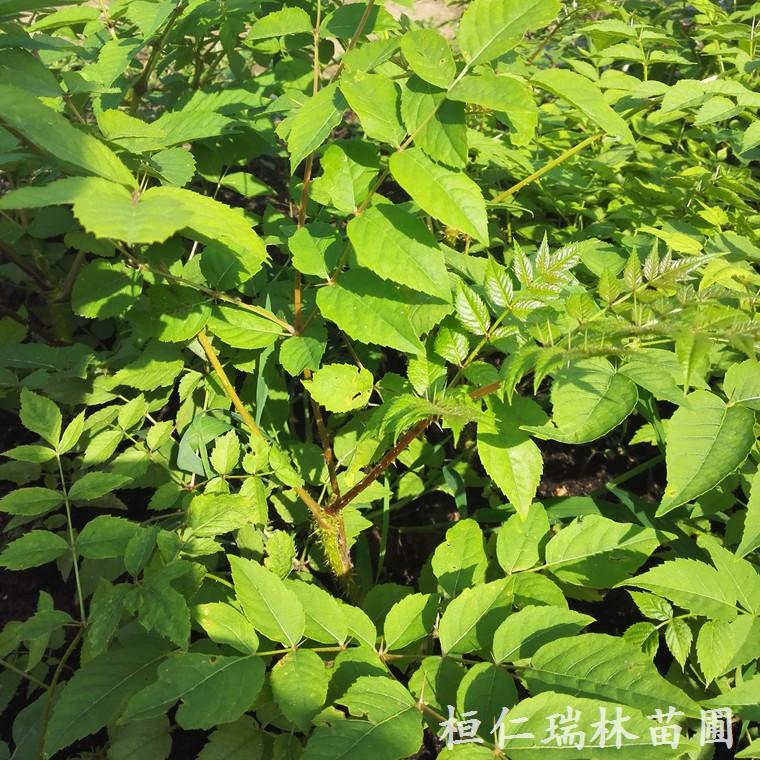 基地自产自销乌龙头苗 乌龙头树苗批发