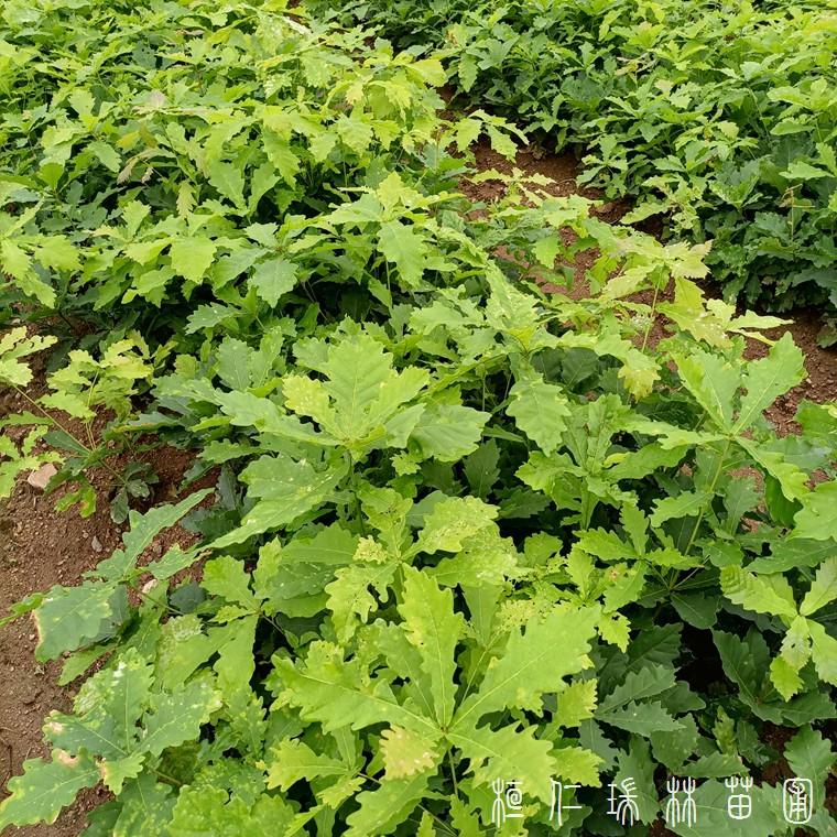 柞树苗木基地 辽宁蒙古栎苗 蒙古栎小苗批发