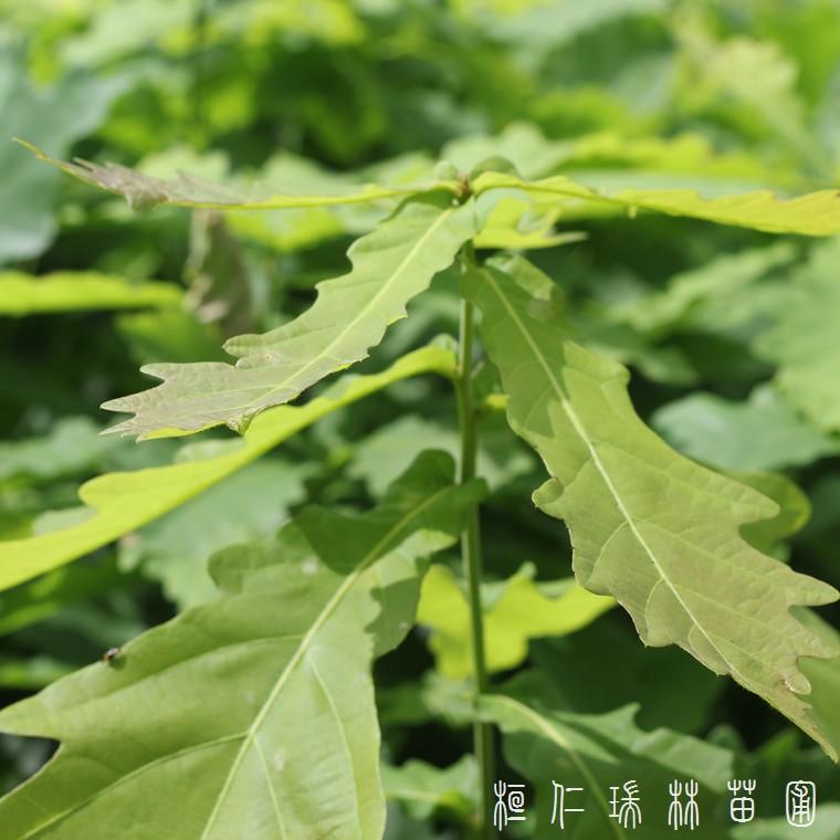 辽宁本溪柞树苗批发 蒙古栎树苗厂家 蒙古栎苗木基地