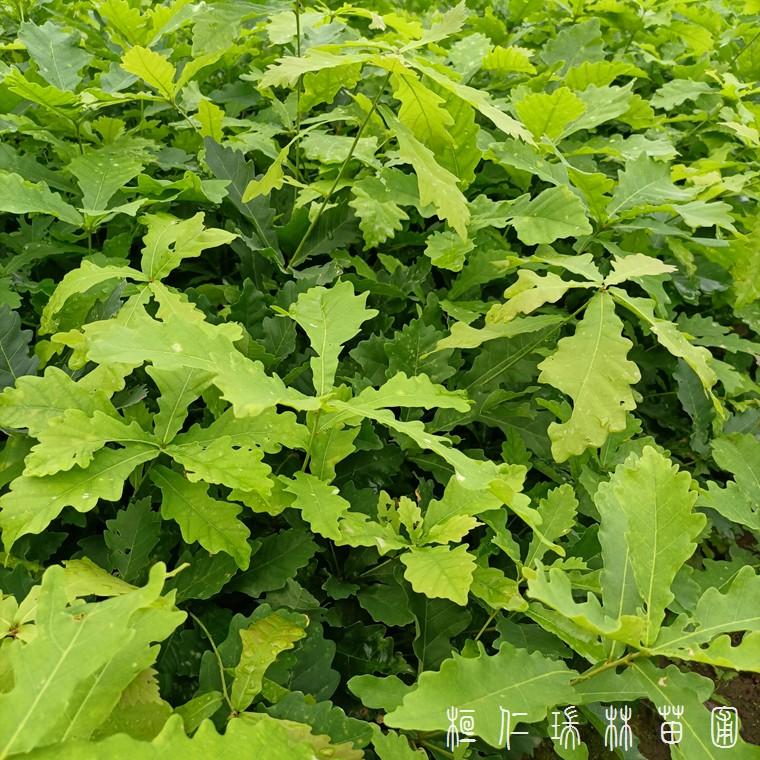 辽宁蒙古栎苗 蒙古栎小苗价格 基地供应批发