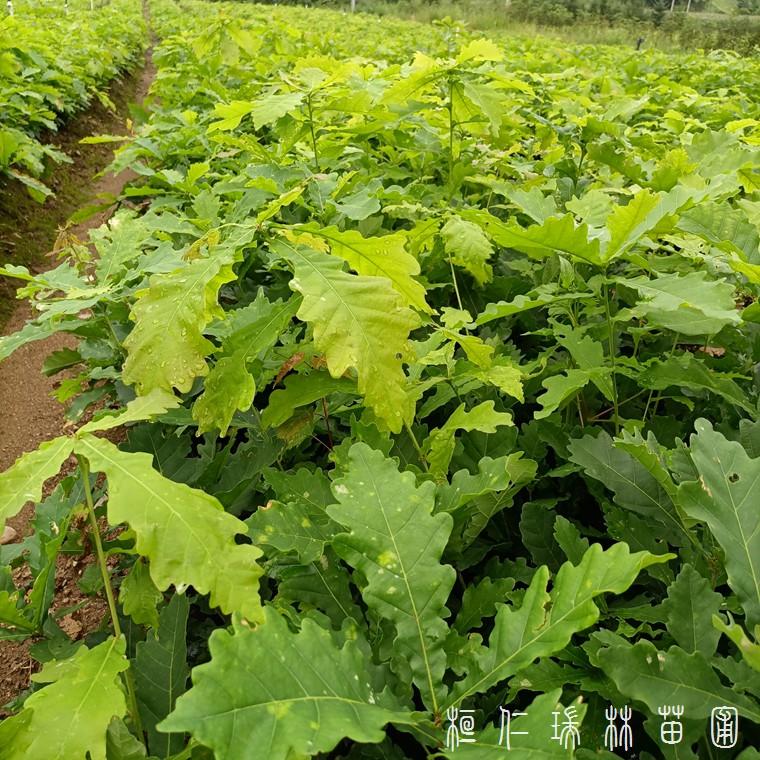 东北柞树苗批发 辽宁柞树苗价格 出售蒙古栎苗