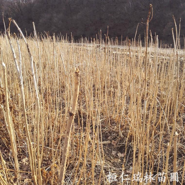 辽宁树头菜苗木 红刺老包苗 刺老苞种苗批发