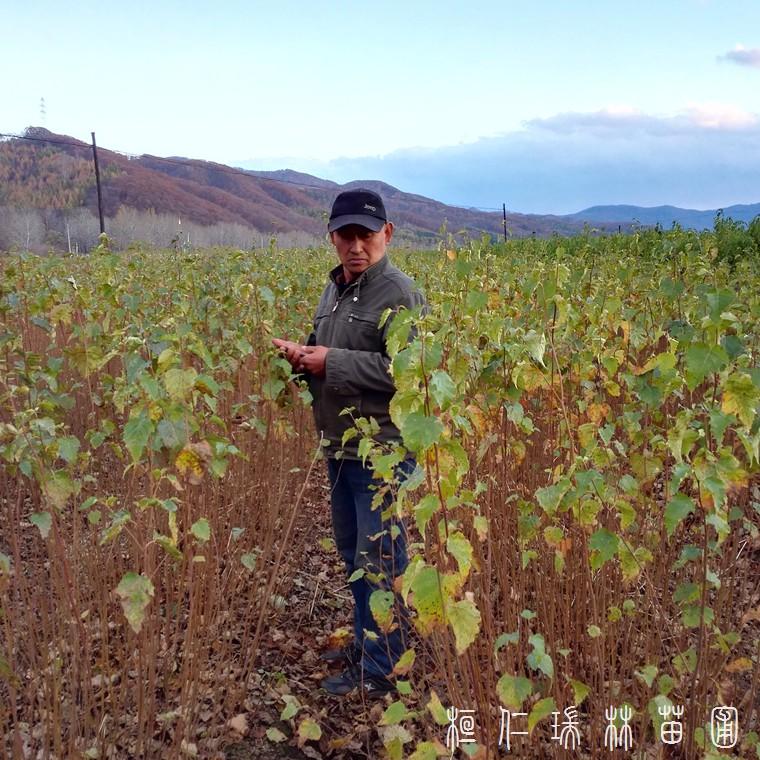 辽宁白桦基地 供应优质白桦苗 白桦小苗批发