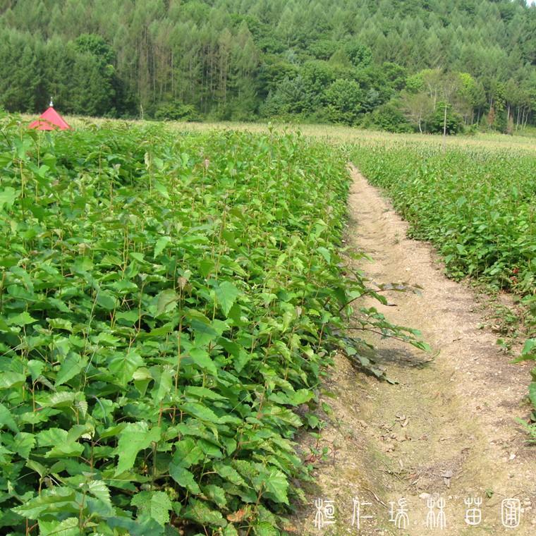 辽宁白桦树 白桦树树苗 白桦树小苗批发