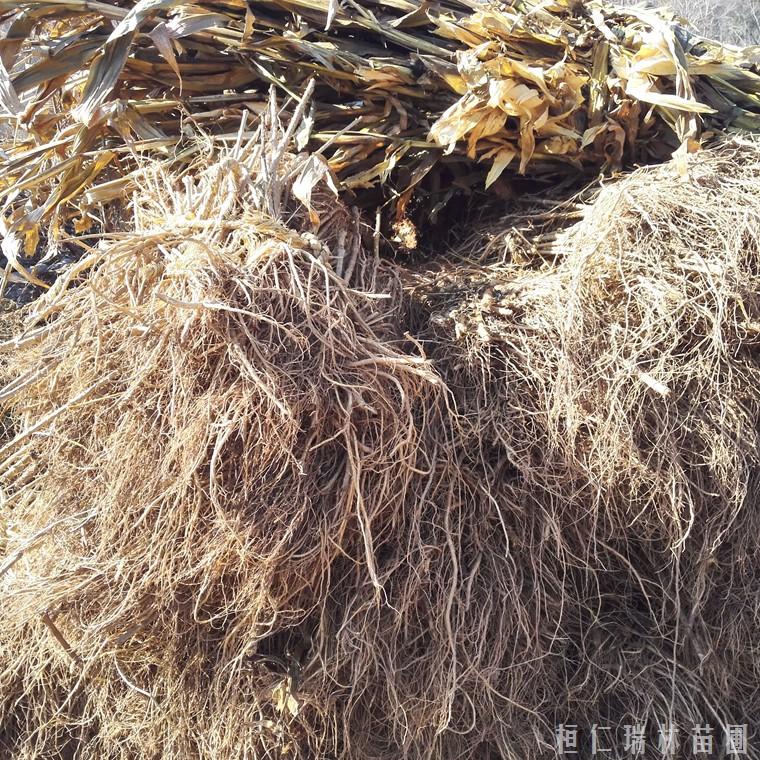 刺老包苗种植 刺龙苞种苗基地 刺脑包树苗 树头菜苗