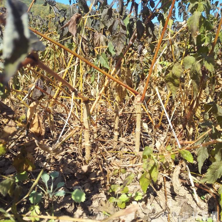 刺脑包苗 刺包头树苗批发 刺老包苗价格